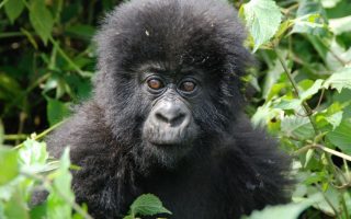 gorilla trekking rules and regulations