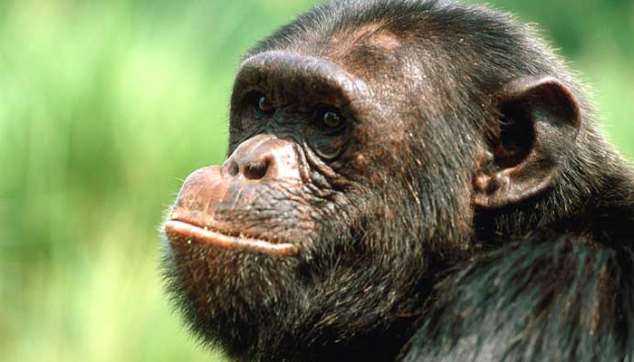 3 Days Kibale Chimpanzee Trek