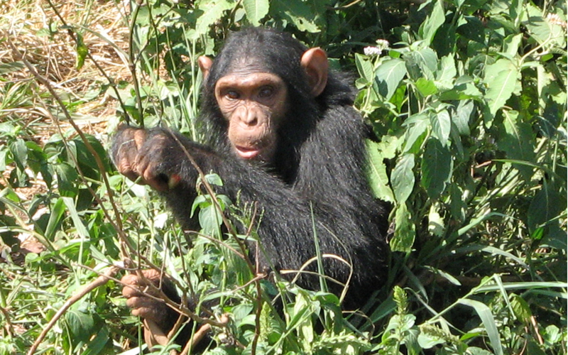 Pairing Chimpanzee Trekking In Rwanda And The Canopy Walk In Rwanda