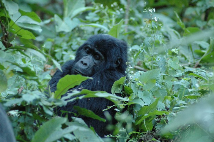 How Difficult Is Gorilla Trekking in Bwindi Impenetrable National Park