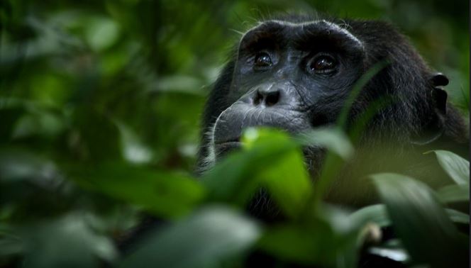 A Guide To Chimpanzee Habituation In Uganda