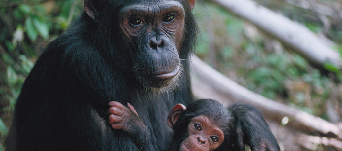 3 Days Ngamba Chimpanzee Trekking