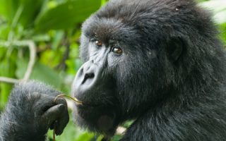 8 Days Rwanda Gorillas