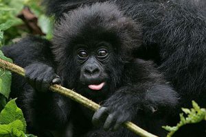 gorillas trekking on 5 Days Rwanda safari