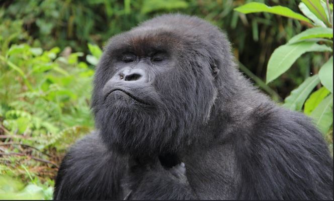 Gorilla Habituation In Rwanda