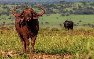 Entrance Fees for Kidepo Valley National Park