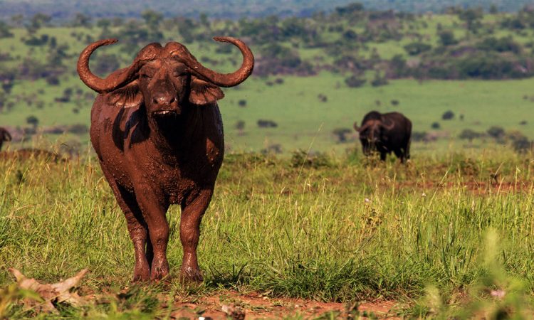 Entrance Fees for Kidepo Valley National Park
