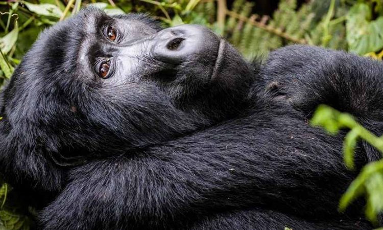 3 Days Uganda Gorilla Habituation