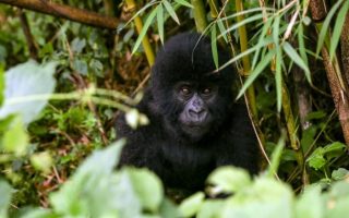 Gorilla Tracking Tips