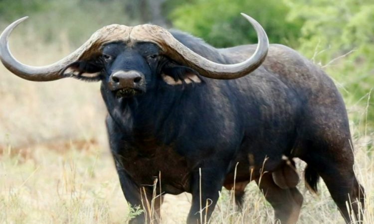 Big Five Animals in Murchison Falls, Uganda