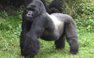 Characteristics of Mountain Gorillas