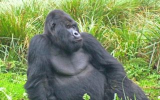 Karisimbi Gorilla Group