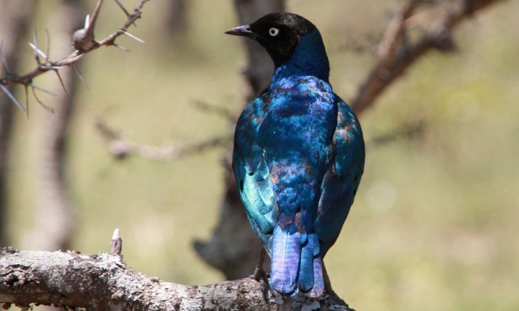 Birding in Murchison Falls