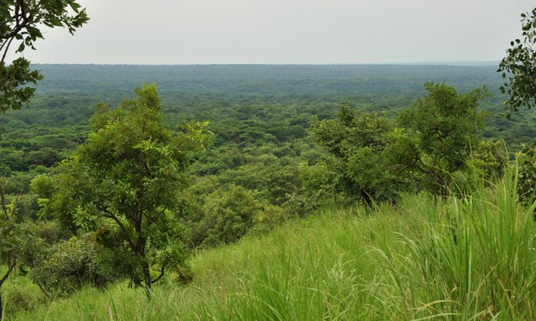 Bodongo Forest