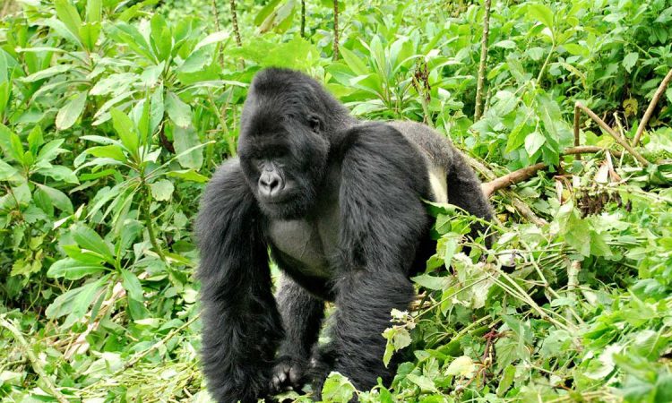 Bwenge Gorilla Group