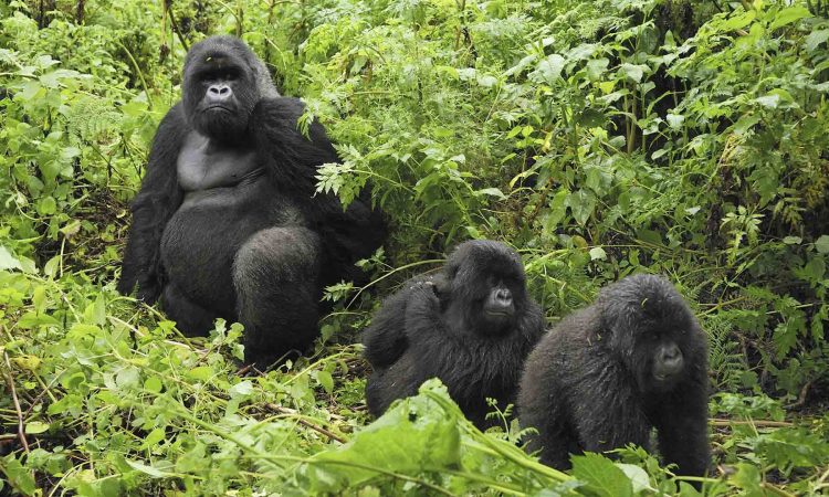 How big are gorillas