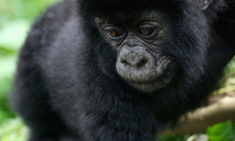 How to save mountain gorillas