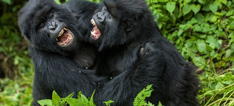 List of Gorilla Parks in Uganda