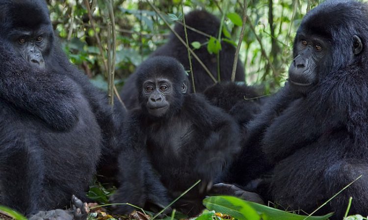 Nkuringo Gorilla Family