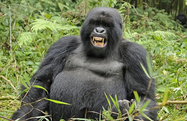 What do Gorillas Eat