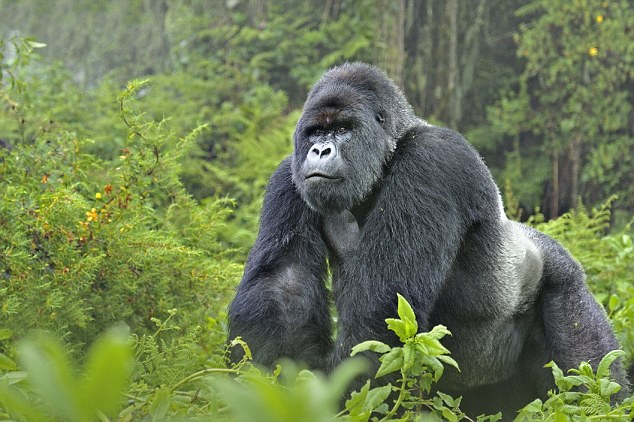 Why are gorillas poached
