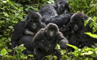 Bageni Gorilla Family