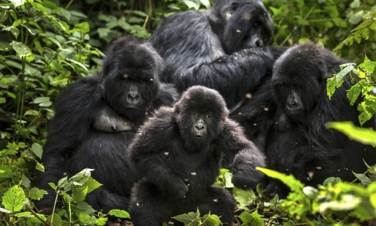 Bageni Gorilla Family