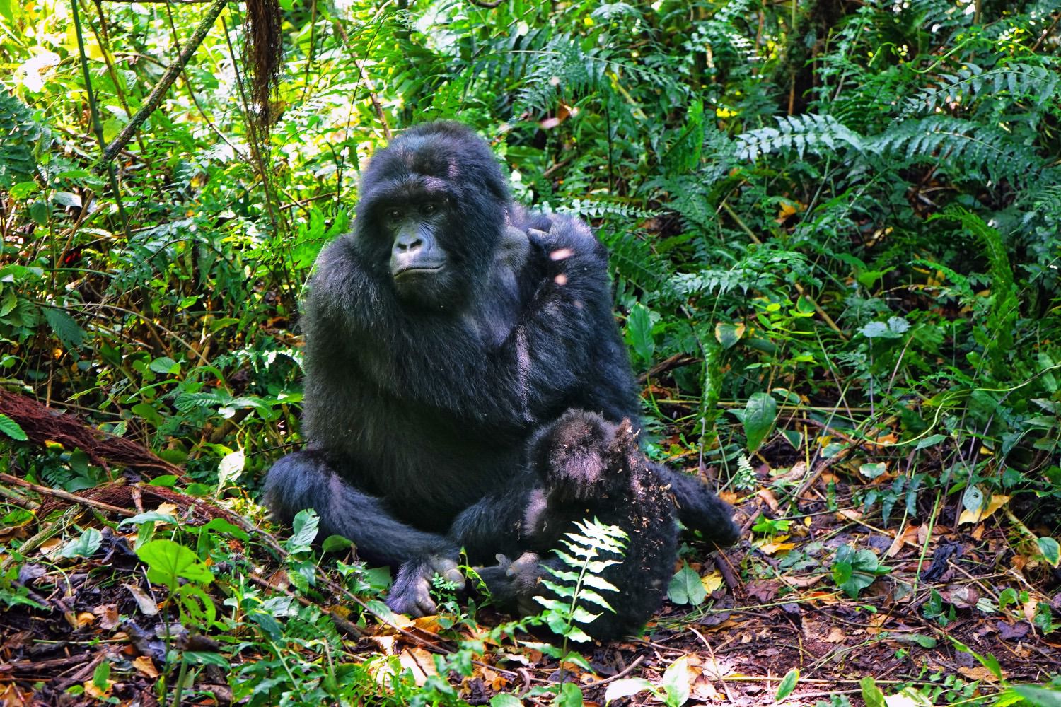 Gorilla trekking Uganda from Kigali