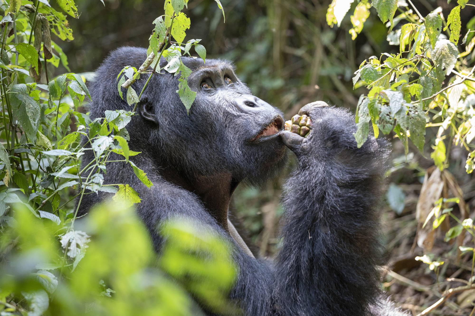 The Endangered Mountain Gorillas