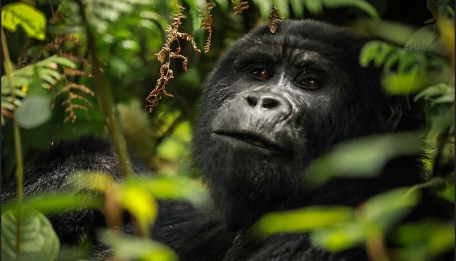 2 Days gorilla trekking in Uganda safari from Kigali