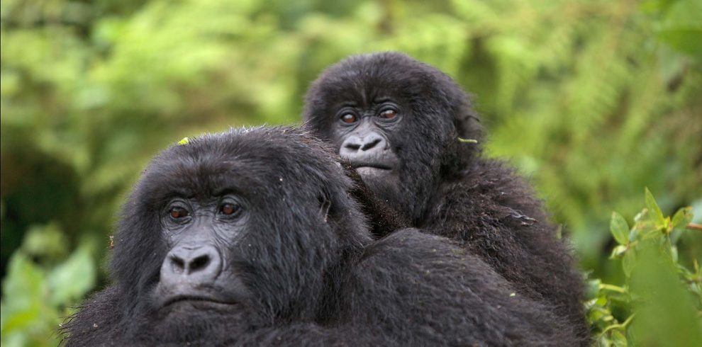 Frequently Asked Questions About Gorilla Trekking