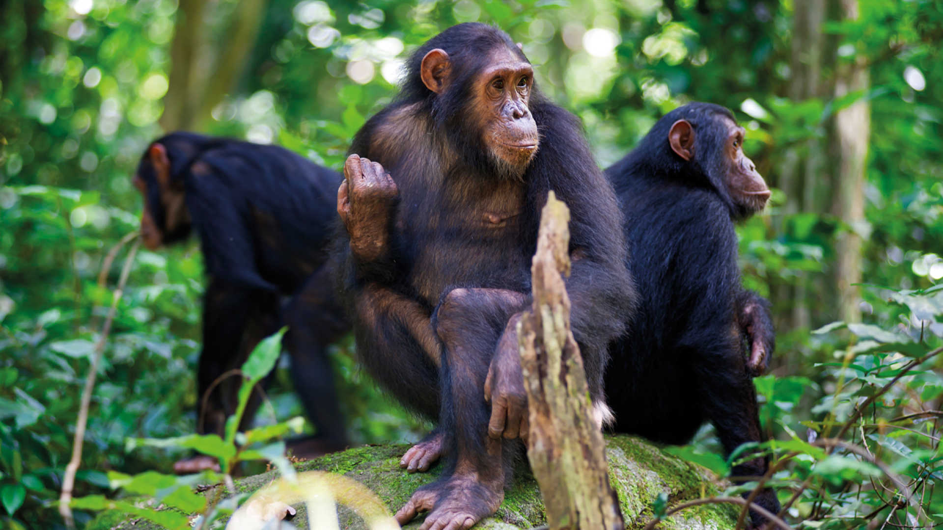 6 Days Rwanda Primate safari