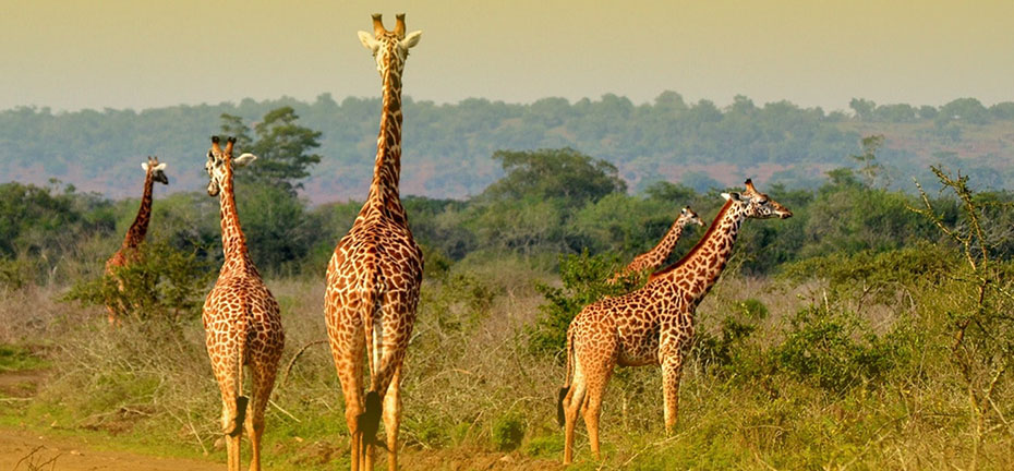 Exploring Rwanda's Wildlife Safari