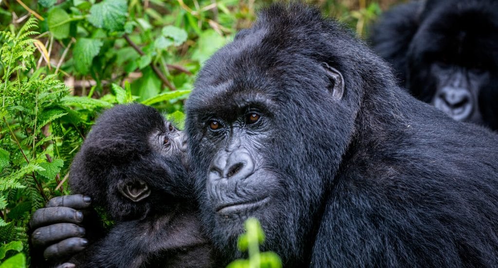 Safety of Gorilla Trekking in Rwanda 