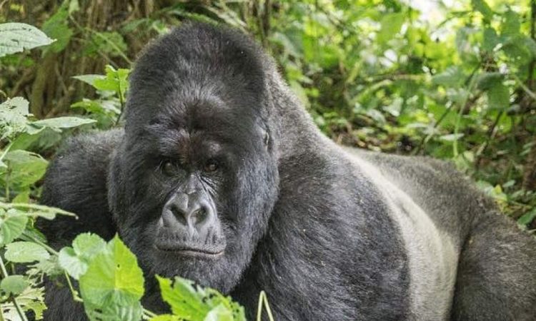 2 Days Uganda Gorilla Trekking Safari
