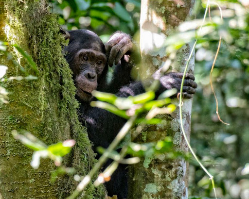 5 days Nyungwe Chimpanzee Trekking and Kahuzi Biega