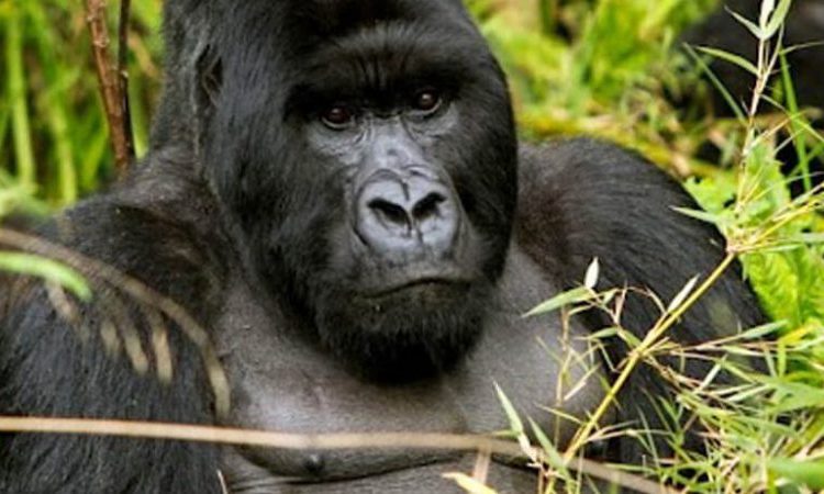3 Days Rwanda Gorillas & Mount Bisoke Hike