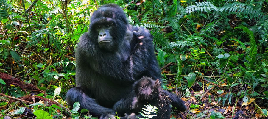 Facts about Mountain Gorillas