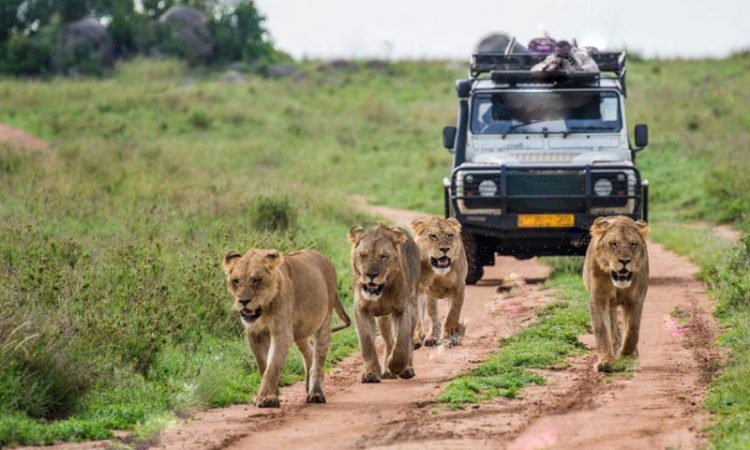 What to Expect During Uganda Safaris