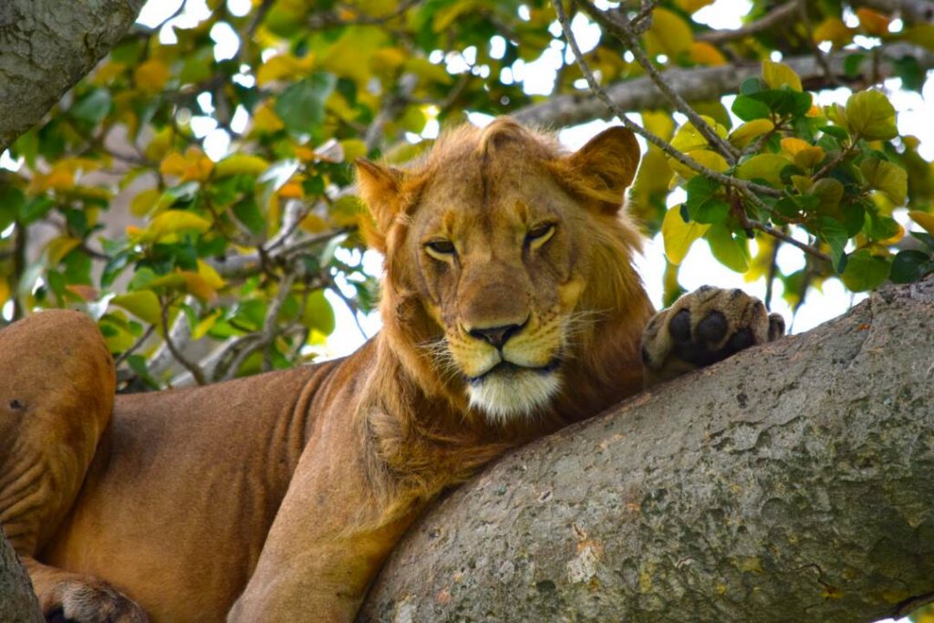 Tree climbing lions in Uganda.