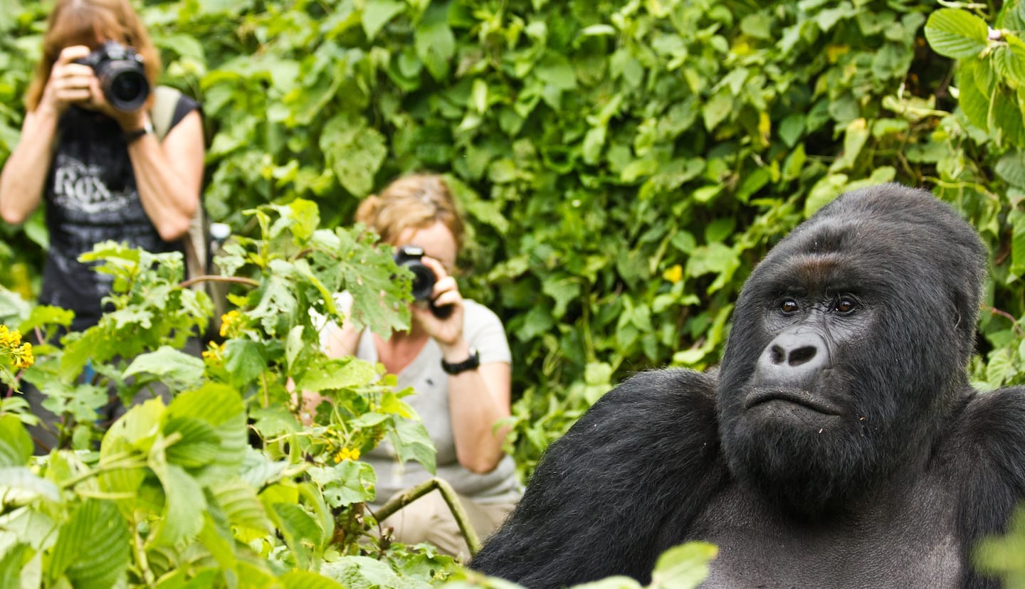 Are gorillas friendly?