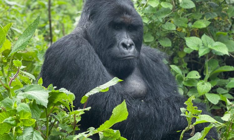Gorilla trekking in Mgahinga Vs Bwindi National Parks