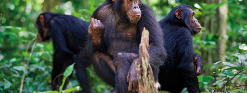 Combining Golden Monkey Trekking And Chimpanzee Trekking In Rwanda