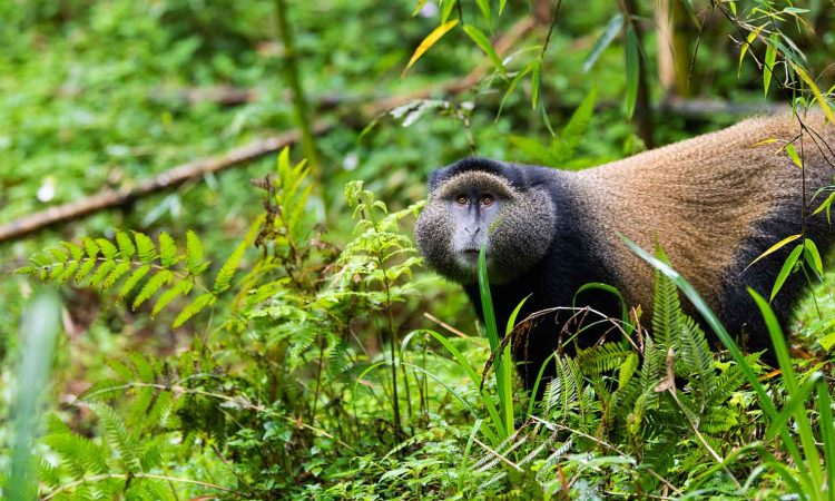 Golden Monkey Trekking Permit in Rwanda