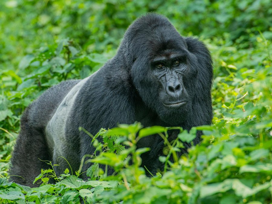 Photography of the gorillas