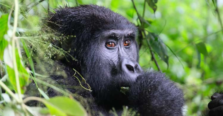 Age Limit for Gorilla Trekking in Rwanda 