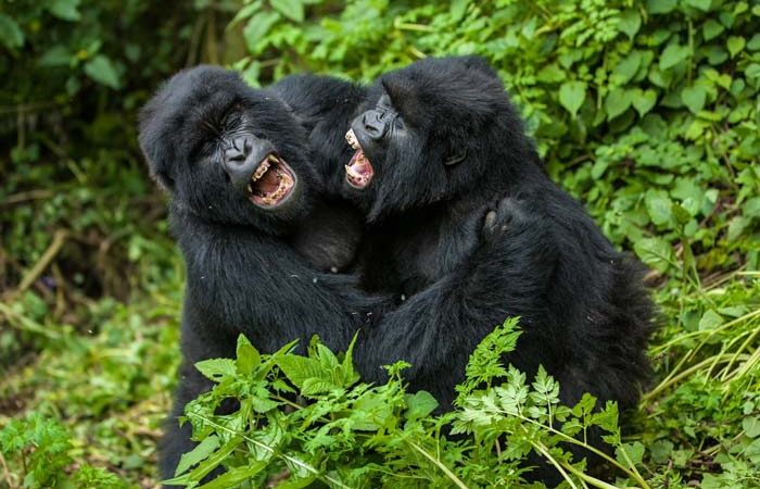 How Hard Is Gorilla Trekking In Africa?