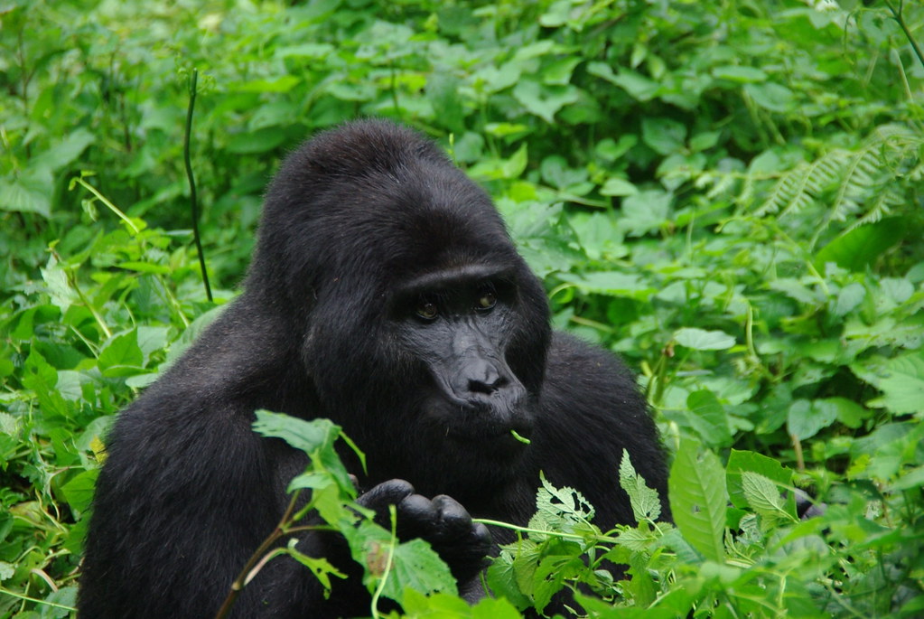 When is the best time to track gorillas in Uganda?