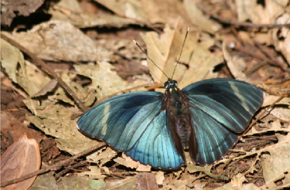 Endemic Butterflies in Rwanda 