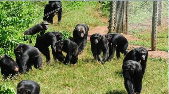 Why you should visit Ngamba Island Chimpanzee Sanctuary in Uganda